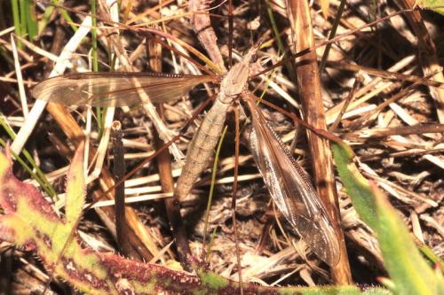 Réf. 277 424 : Tipula sp.